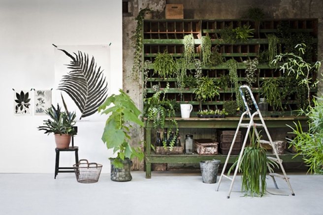 Plants decor